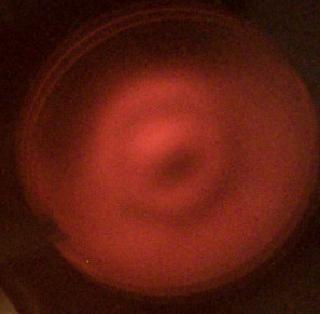 IMG_20240309_161749437~2.jpg